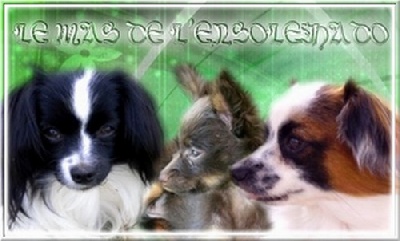 du Mas de l'Ensoleihado - Bonne et heureuse année à Tous