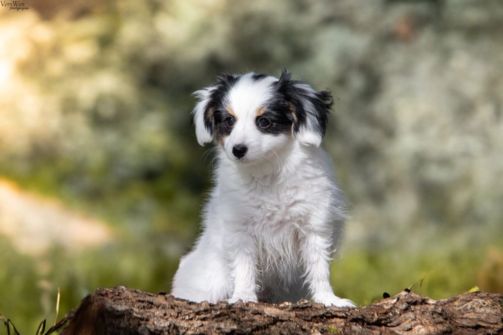 du Mas de l'Ensoleihado - Chiots disponibles - Epagneul nain Continental (Phalène)